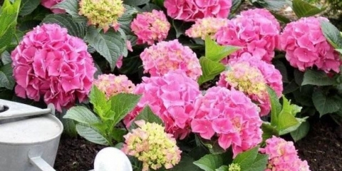 Kako hraniti hortenzije ljeti za bujno cvjetanje u vrtu